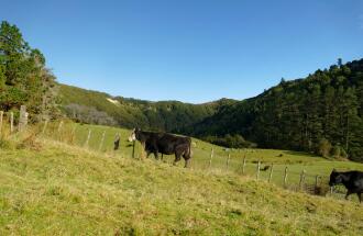 Two black cattle walking along a fenceline in the foreground, with steep bush-covered hills in the background.
