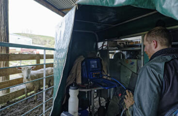 Man in small tent screening ewes for pregnancy rates