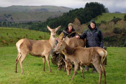 Woman and man in a paddock with three deer in the foreground.