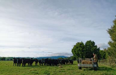 Black Angus cattle in a paddock with a farmer standing by a trailer of hay