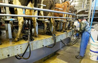 Cows in a rotary milking shed with a female dairy worker
