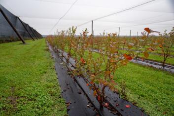 Rows of blueberry plants in a paddock under a canopy.