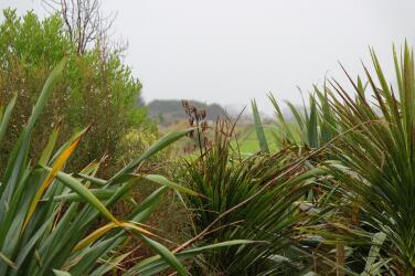 Close-up of wetland plants at Pouarua Farm - a mix of flax and manuka
