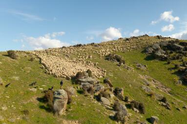 Aerial shot of mob of sheep on ridge of hill with farmer and dogs in foreground