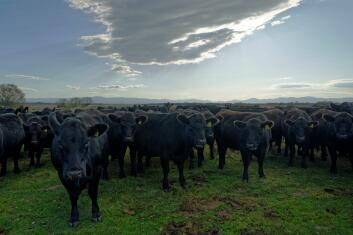 Herd of black Angus cows in a paddock. Blue skies above and mountain range in background.