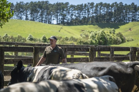 Rick Burke, sheep and beef farmer, in the cattle yards