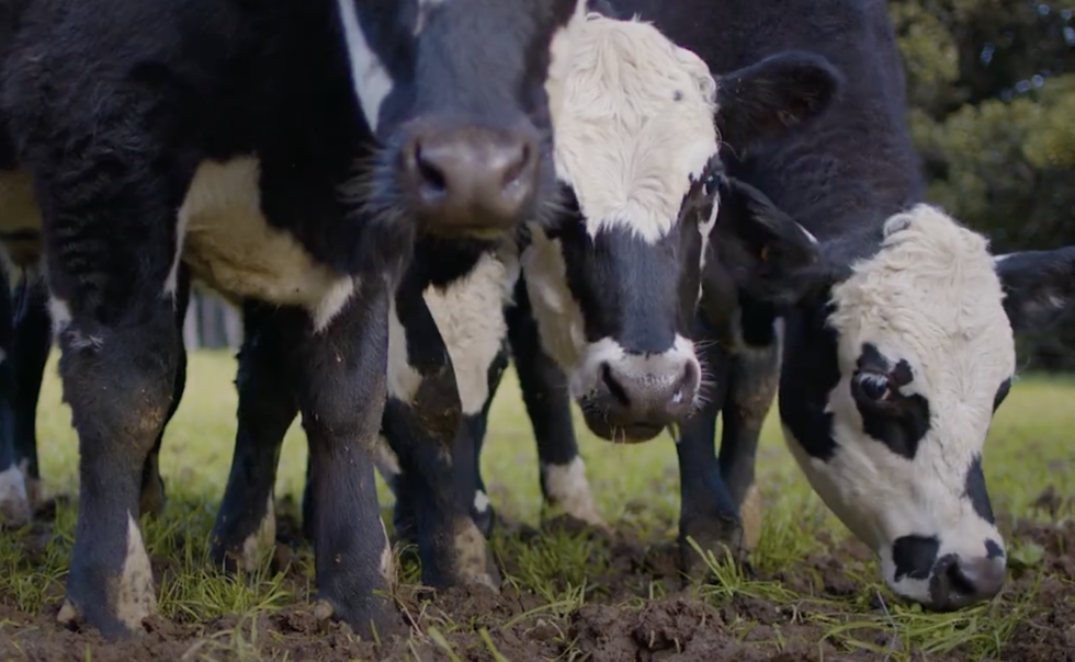 Screenshot 2025 06 05 at 10.45.03AM