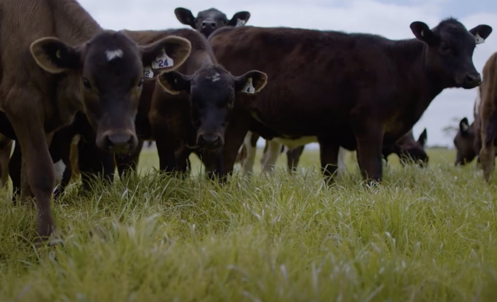 Screenshot 2025 06 05 at 10.51.31AM