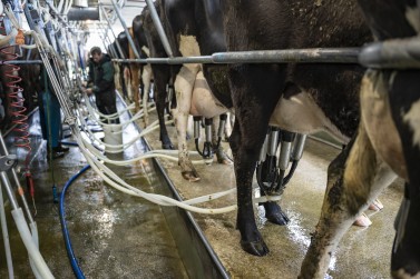 Cows being milked in the milking shed