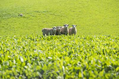 Four sheep in a paddock of chicory