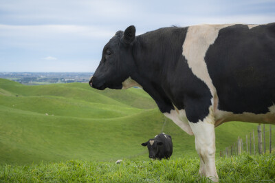 Bulls in a hilly paddock