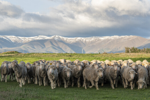 Merino sheep in a paddock with mountain range in background