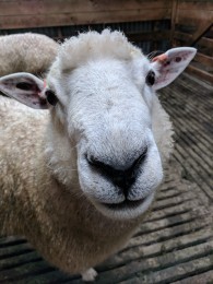 Sheep looking at camera - one of AgResearch's flock of low-methane emitting sheep