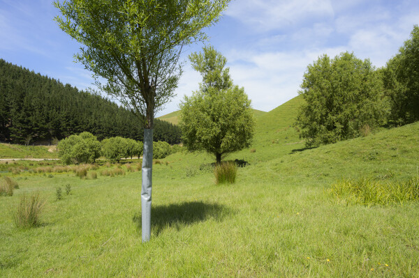 Grassy paddock with poplar trees growing and pine trees in the background.