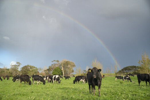 Dairy cows in a paddock