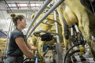 Female dairy farm worker operating the cups in the milking shed