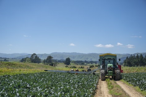 Broccoli paddock with people picking and a tractor
